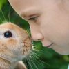 Haustier: Kind kuschelt mit Kaninchen 